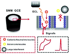 Graphical abstract: Electrochemical detection of Alzheimer's disease related substances in biofluids by silica nanochannel membrane modified glassy carbon electrodes