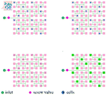Graphical abstract: High throughput single cell separation and identification using a self-priming isometric and Equant screw valve-based (SIES) microfluidic chip