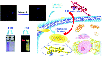 Graphical abstract: A new mitochondria-targeted ratiometric fluorescent probe based on diketopyrrolopyrrole for imaging endogenous HOCl in living cells