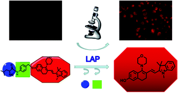 Graphical abstract: A near-infrared fluorescent probe for monitoring leucine aminopeptidase in living cells