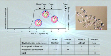 Graphical abstract: Phosphoric acid and phosphorylation levels are potential biomarkers indicating developmental competence of matured oocytes