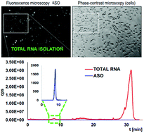 Graphical abstract: Application of ion pair chromatography coupled with mass spectrometry to assess antisense oligonucleotides concentrations in living cells