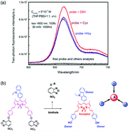 Graphical abstract: NIR two-photon fluorescent probe for biothiol detection and imaging of living cells in vivo