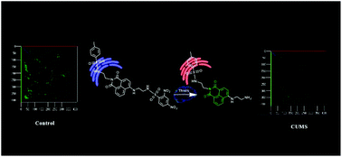 Graphical abstract: Two-photon imaging of the endoplasmic reticulum thiol flux in the brains of mice with depression phenotypes