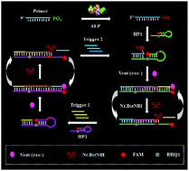 Graphical abstract: Primer dephosphorylation-initiated circular exponential amplification for ultrasensitive detection of alkaline phosphatase