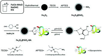 Graphical abstract: A facile and general approach for the preparation of boronic acid-functionalized magnetic nanoparticles for the selective enrichment of glycoproteins