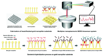 Graphical abstract: A label-free, ultra-highly sensitive and multiplexed SERS nanoplasmonic biosensor for miRNA detection using a head-flocked gold nanopillar