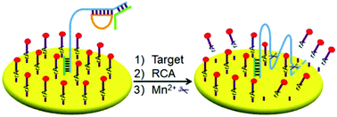 Graphical abstract: A rolling circle amplification-assisted DNA walker triggered by multiple DNAzyme cores for highly sensitive electrochemical biosensing