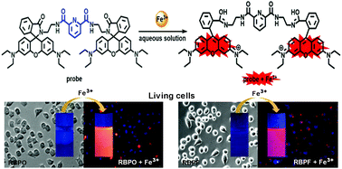 Graphical abstract: Dual-binding pyridine and rhodamine B conjugate derivatives as fluorescent chemosensors for ferric ions in aqueous media and living cells