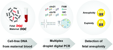 Graphical abstract: A multiplex droplet digital PCR assay for non-invasive prenatal testing of fetal aneuploidies