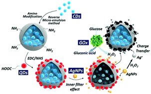 Graphical abstract: A novel dual response ratiometric fluorescent probe for the determination of H2O2 and glucose via etching of silver nanoparticles
