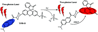 Graphical abstract: A FRET-based ratiometric two-photon fluorescent probe for superoxide anion detection and imaging in living cells and tissues