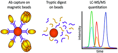 Graphical abstract: Accurate and selective quantification of anthrax protective antigen in plasma by immunocapture and isotope dilution mass spectrometry