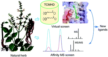 Graphical abstract: Efficient ligand discovery from natural herbs by integrating virtual screening, affinity mass spectrometry and targeted metabolomics