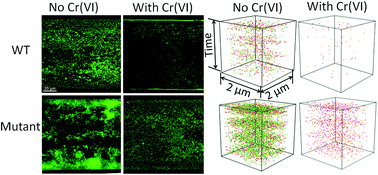 Graphical abstract: Molecular evidence of a toxic effect on a biofilm and its matrix