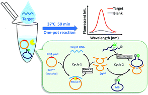 Graphical abstract: Isothermal double-cycle catalytic system using DNAzyme and RNase H for the highly selective one-pot detection of oligonucleotides