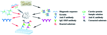 Graphical abstract: Preparation of artificial antibodies and development of an antibody-based indirect ELISA for the detection of ancient wool