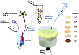 Graphical abstract: Separation and detection of mutans streptococci by using magnetic nanoparticles stabilized with a cell wall binding domain-conjugated polymer