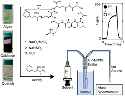 Graphical abstract: Direct online quantitation of 2-methyl-3-methoxy-4-phenyl butanoic acid for total microcystin analysis by condensed phase membrane introduction tandem mass spectrometry