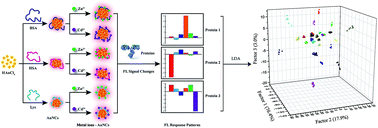 Graphical abstract: Identification of proteins and bacteria based on a metal ion–gold nanocluster sensor array