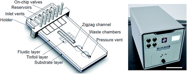 Graphical abstract: An on-chip valve-assisted microfluidic chip for quantitative and multiplexed detection of biomarkers