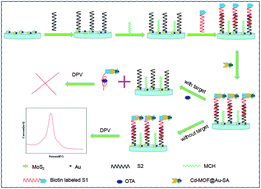 Graphical abstract: Preparation of an OTA aptasensor based on a metal–organic framework