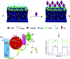 Graphical abstract: Highly efficient visible-light-induced photoactivity of the CdS–Mn/MoS2/CdTe/TiO2 quaternary photocatalyst for label-free immunoassay of tris-(2,3-dibromopropyl) isocyanurate and enhanced solar hydrogen generation