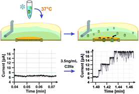 Graphical abstract: Horizontal black lipid bilayer membranes for studying pore-forming toxins