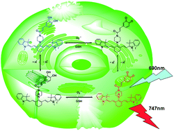 Graphical abstract: A novel near-infrared probe for the imaging of superoxide anion fluctuations and hydrogen ion enhancement in vivo