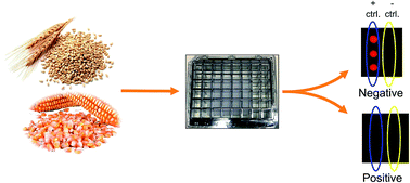 Graphical abstract: A competitive immunoassay for zearalenone with integrated poly(dimethysiloxane) based microarray assay