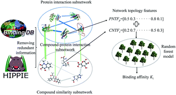 Graphical abstract: Predicting the binding affinities of compound–protein interactions by random forest using network topology features