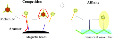 Graphical abstract: Aptamer-based detection of melamine in milk using an evanescent wave fiber sensor