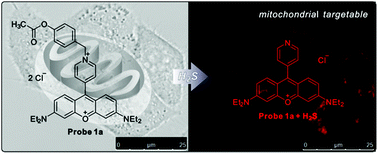 Graphical abstract: Fluorescent probe based on rosamine with pyridinium unit for hydrogen sulfide detection in mitochondria