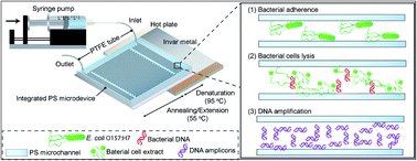 Graphical abstract: Fabrication of an integrated polystyrene microdevice for pre-concentration and amplification of Escherichia coli O157:H7 from raw milk
