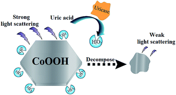 Graphical abstract: A CoOOH nanoflake-based light scattering probe for the simple and selective detection of uric acid in human serum