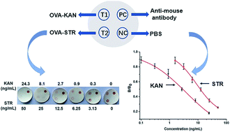 Graphical abstract: Visual dual dot immunoassay for the simultaneous detection of kanamycin and streptomycin in milk