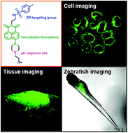 Graphical abstract: A two-photon endoplasmic reticulum-targeting fluorescent probe for the imaging of pH in living cells and zebrafish