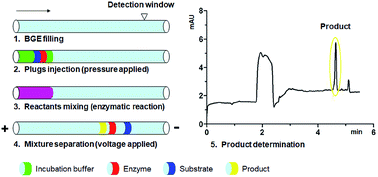 Graphical abstract: Screening of α-glucosidase inhibitors from natural flavonoids by an in-capillary assay combining PMMA and EMMA