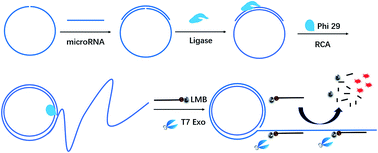 Graphical abstract: A T7 exonuclease-RCA dual amplification system for high-sensitivity and high-selectivity analysis of microRNA