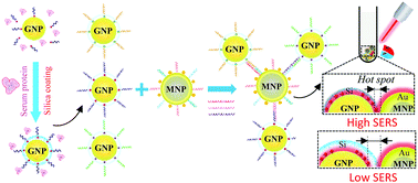 Graphical abstract: Magnetic-capture-based SERS detection of multiple serum microRNA biomarkers for cancer diagnosis