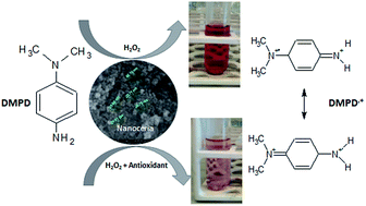 Graphical abstract: Nanoceria-based reactive species scavenging activity of antioxidants using N,N-dimethyl-p-phenylenediamine (DMPD) probe