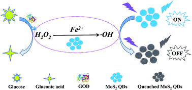Graphical abstract: MoS2 QDs co-catalytic Fenton reaction for highly sensitive photoluminescence sensing of H2O2 and glucose