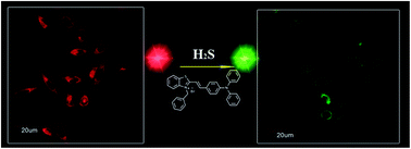 Graphical abstract: Fast and sensitive fluorescent probe for ratiometric detection of hydrogen sulfide in mitochondria