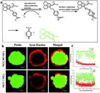 Graphical abstract: Two-photon fluorescent probe for hypoxic cancer stem cells by responding to endogenous nitroreductase