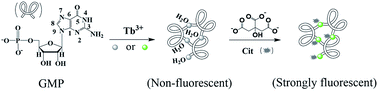 Graphical abstract: Lanthanide coordination polymer-based biosensor for citrate detection in urine