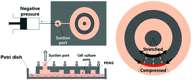 Graphical abstract: Characterization of microcircular wounds pressurized by a hybrid chip-on-dish method for live cell adhesion and mobility testing