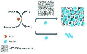 Graphical abstract: An enhancement of luminol chemiluminescence by cobalt hydroxide decorated porous graphene and its application in glucose analysis