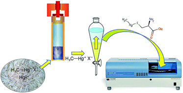 Graphical abstract: Determination of methylmercury in rice using microwave-assisted extraction coupled with thermal decomposition amalgamation atomic absorption spectrometry (MAE-TDA-AAS)