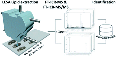 Graphical abstract: Workflow for fast lipid tissue screening using LESA-FT-ICR-MS