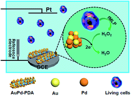 Graphical abstract: Electrochemical sensing of H2O2 released from living cells based on AuPd alloy-modified PDA nanotubes